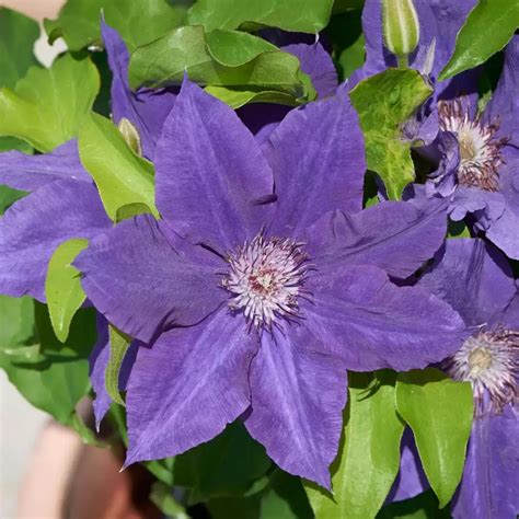 tudor clematis|Tudor Patio® .